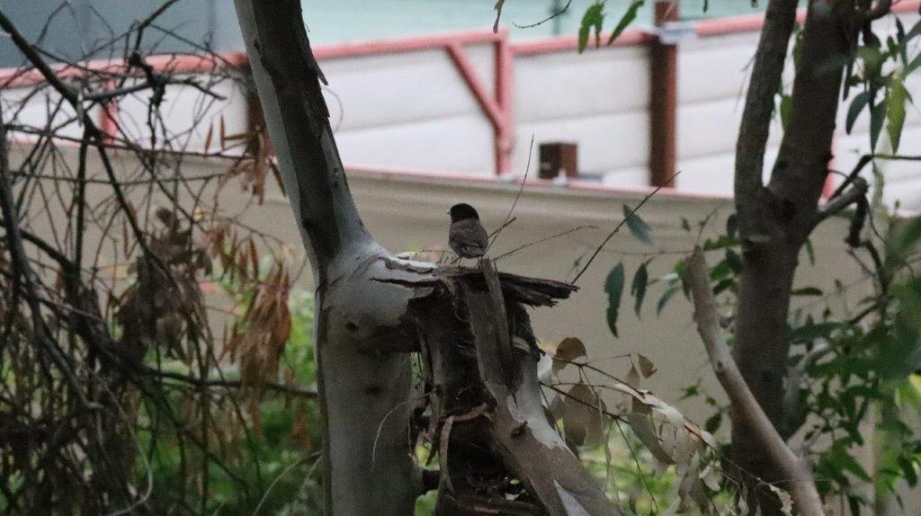 A bird perched on a tree branch

Description automatically generated