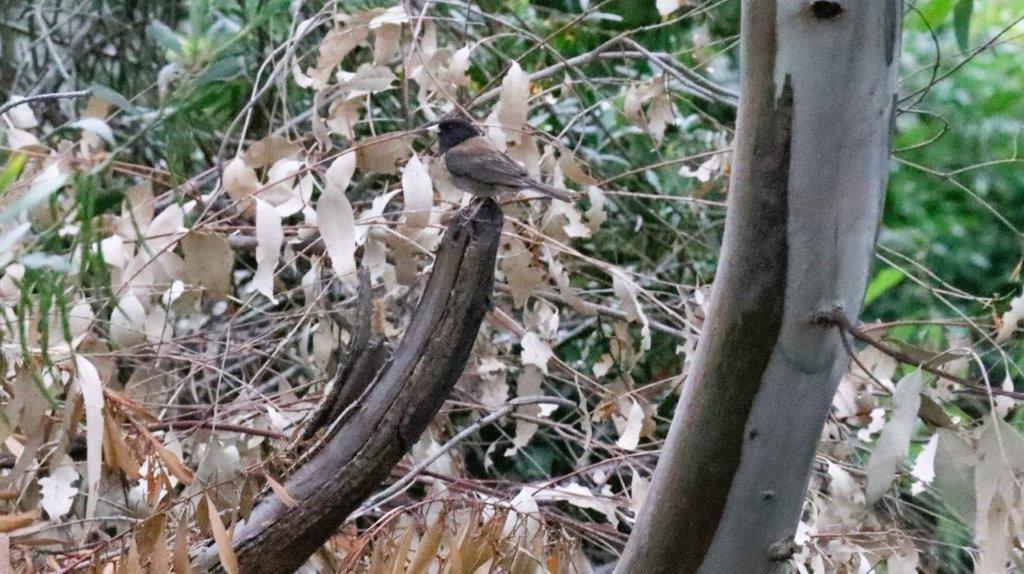 A bird sitting on a branch

Description automatically generated