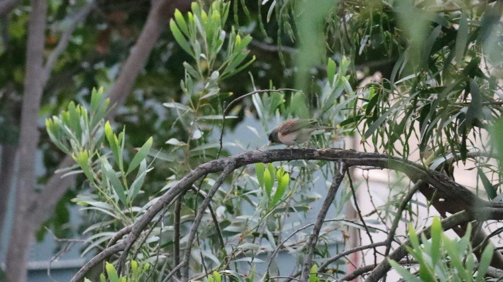 A bird on a branch

Description automatically generated