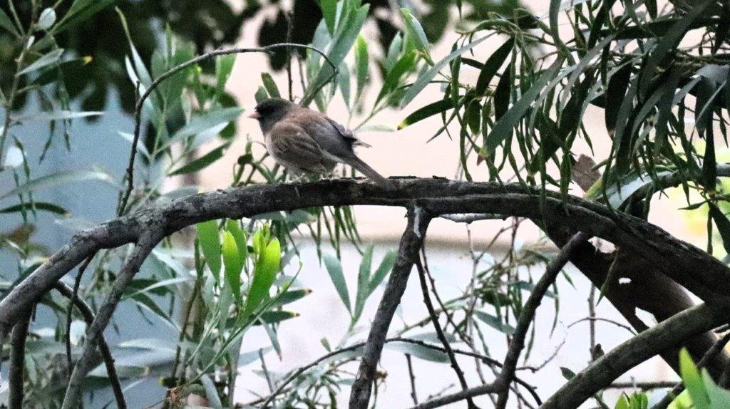 A bird on a branch

Description automatically generated