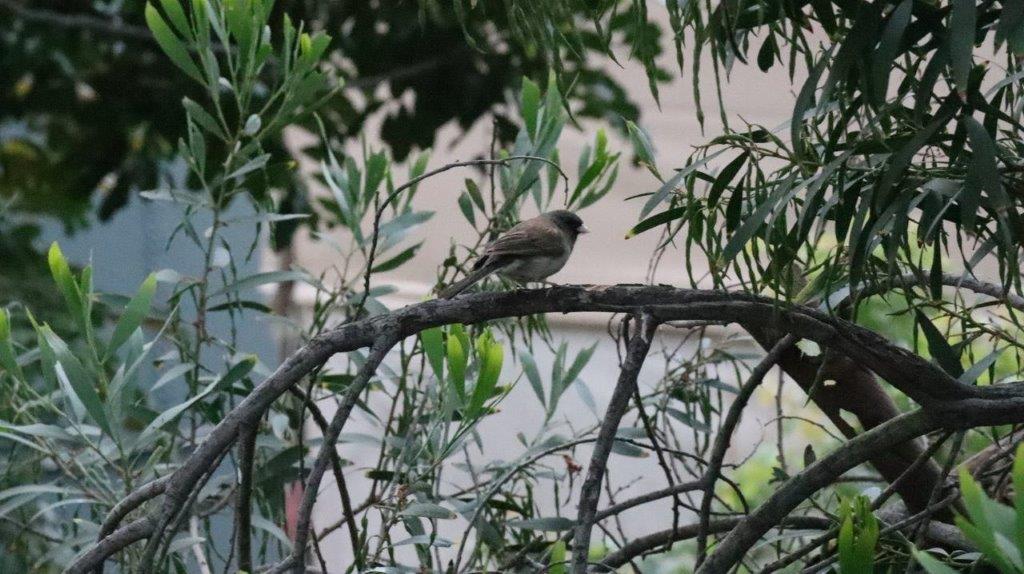 A bird perched on a branch

Description automatically generated