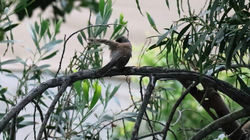 A bird on a branch

Description automatically generated
