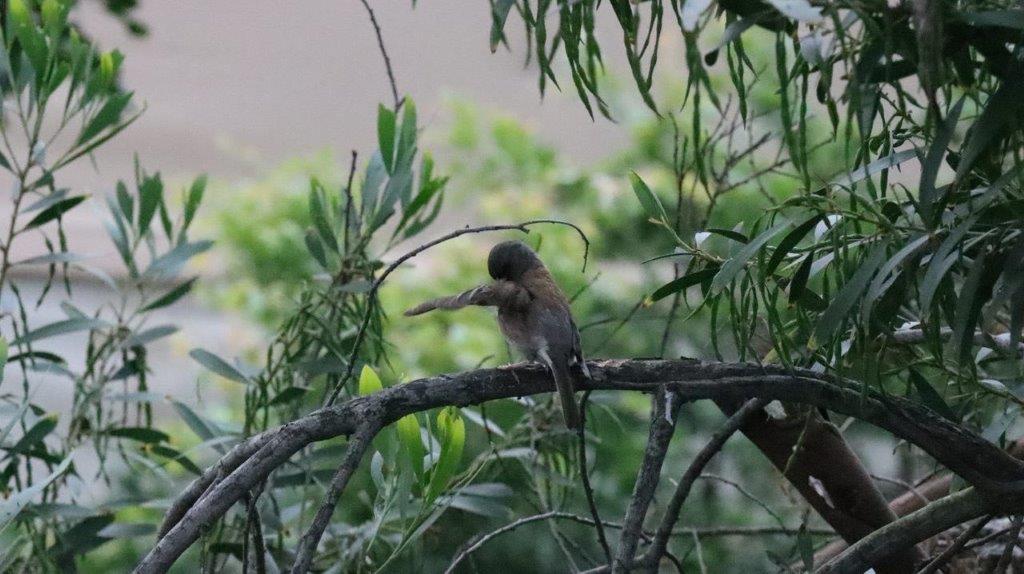 A bird on a branch

Description automatically generated
