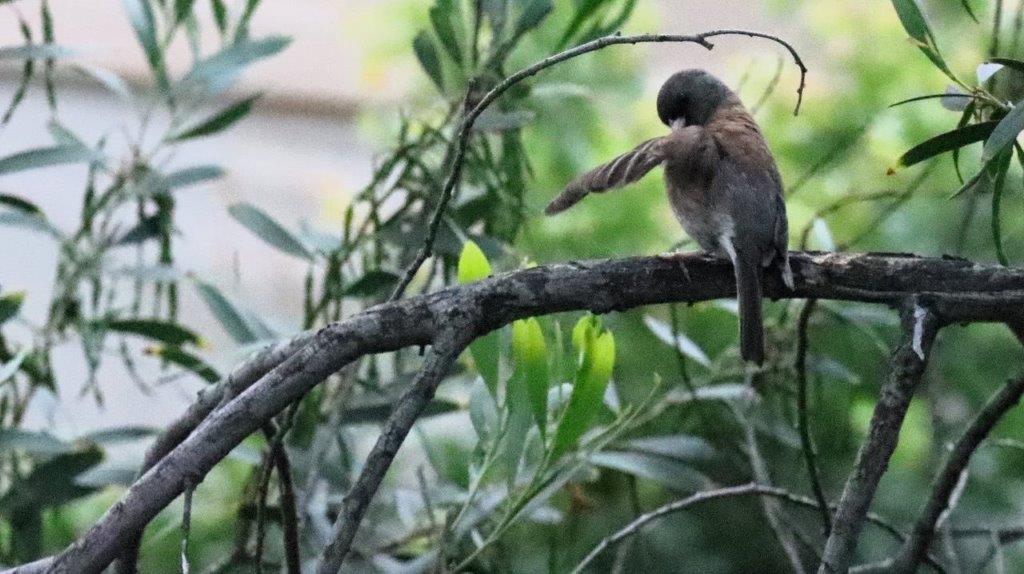 A bird on a branch

Description automatically generated