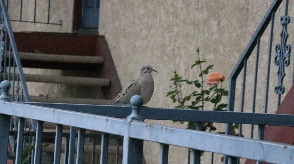 A bird sitting on a railing

Description automatically generated