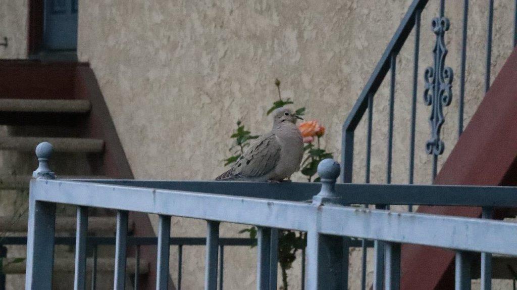 A bird sitting on a railing

Description automatically generated
