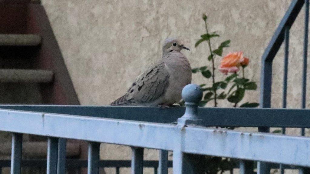 A bird sitting on a railing

Description automatically generated