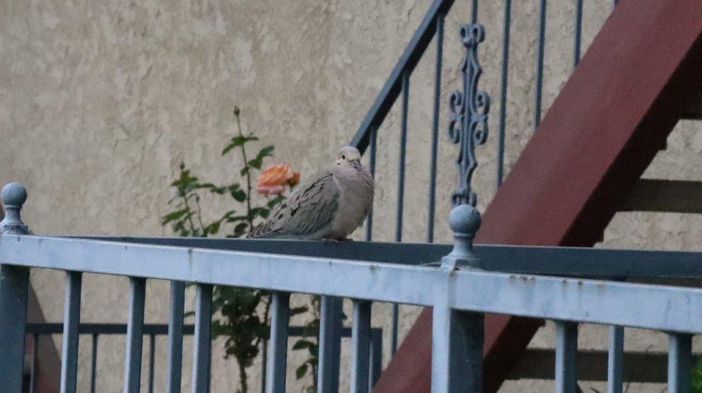 A bird sitting on a railing

Description automatically generated