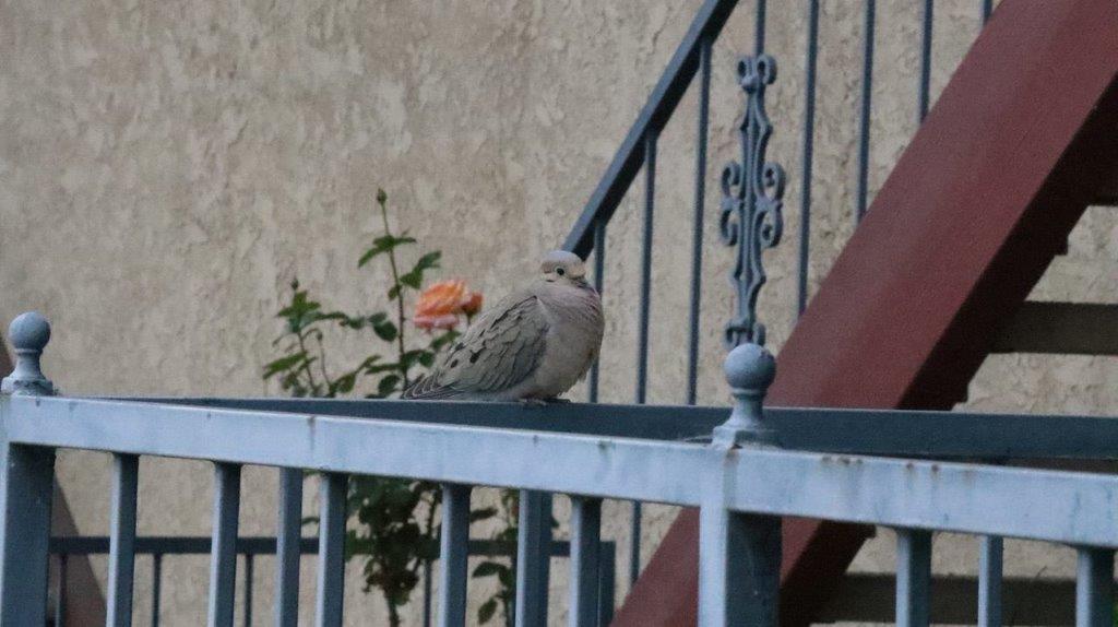 A bird sitting on a railing

Description automatically generated