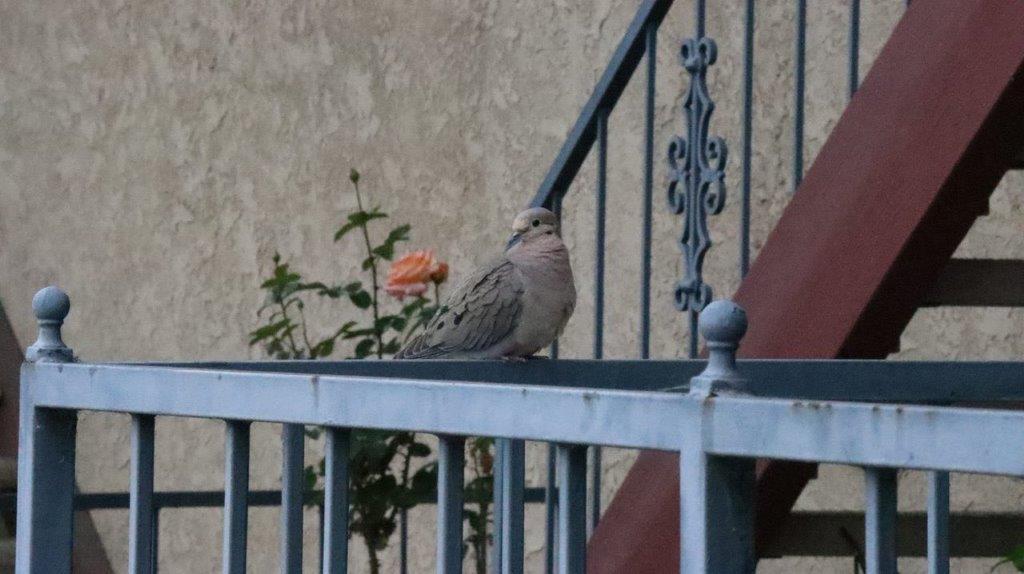 A bird sitting on a railing

Description automatically generated