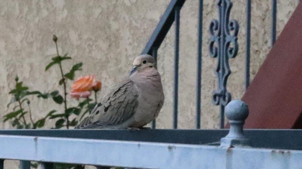 A bird sitting on a railing

Description automatically generated