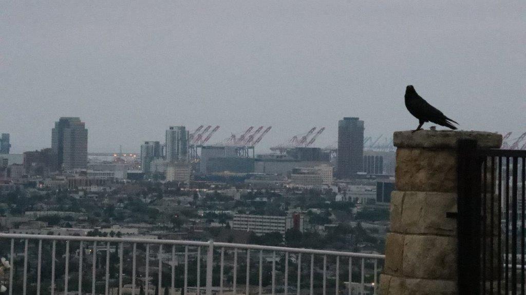 A bird standing on a ledge overlooking a city

Description automatically generated