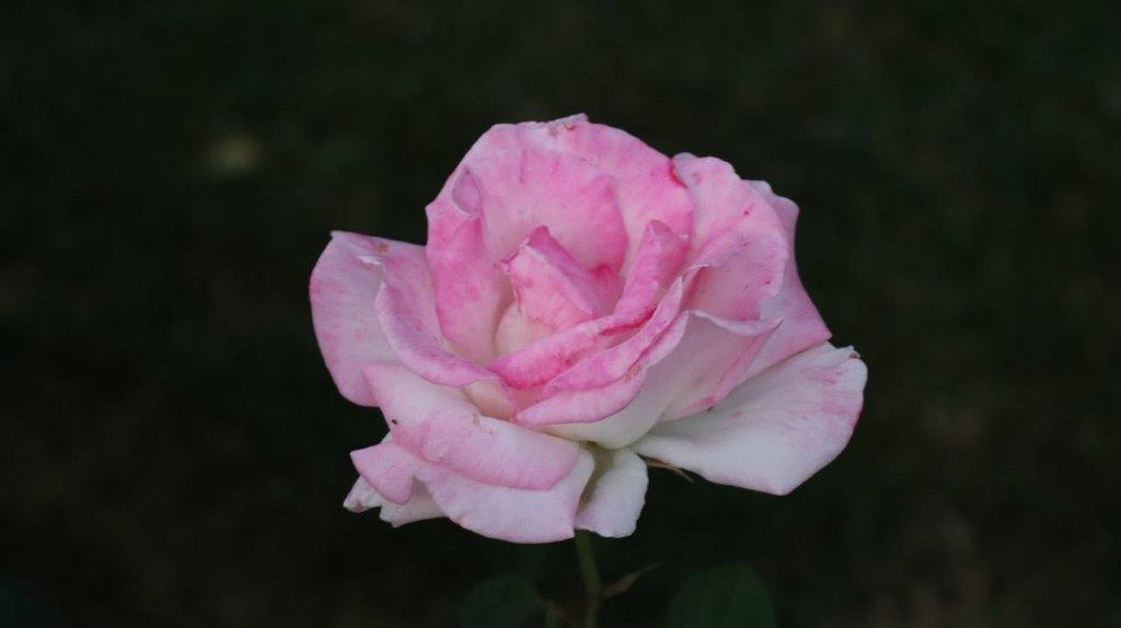 A close-up of a pink rose

Description automatically generated