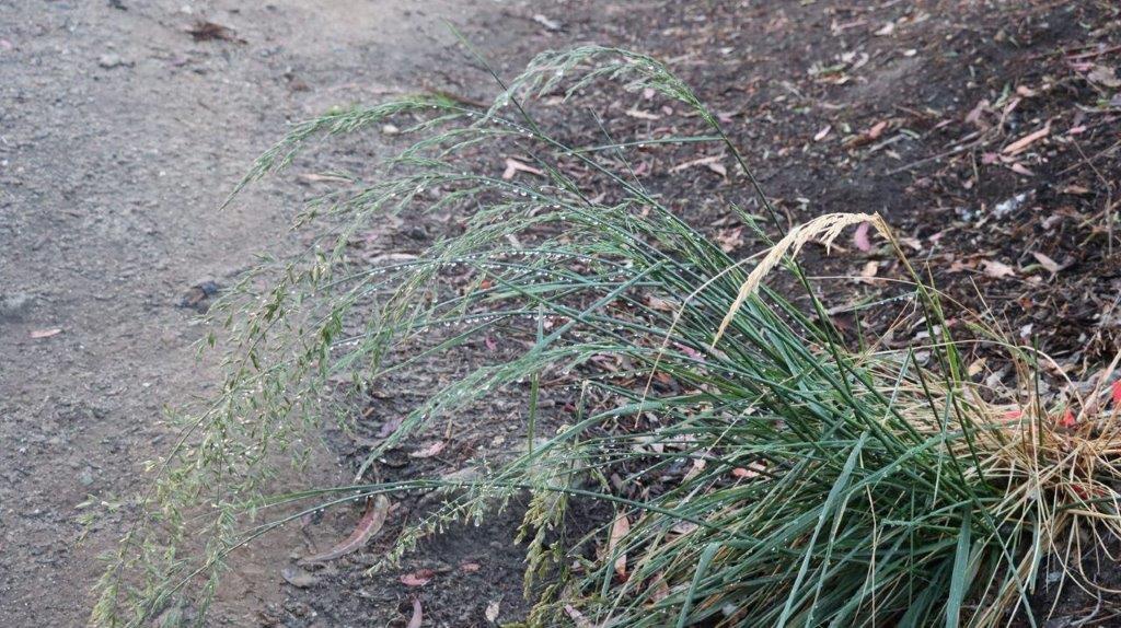 A close-up of a grass

Description automatically generated