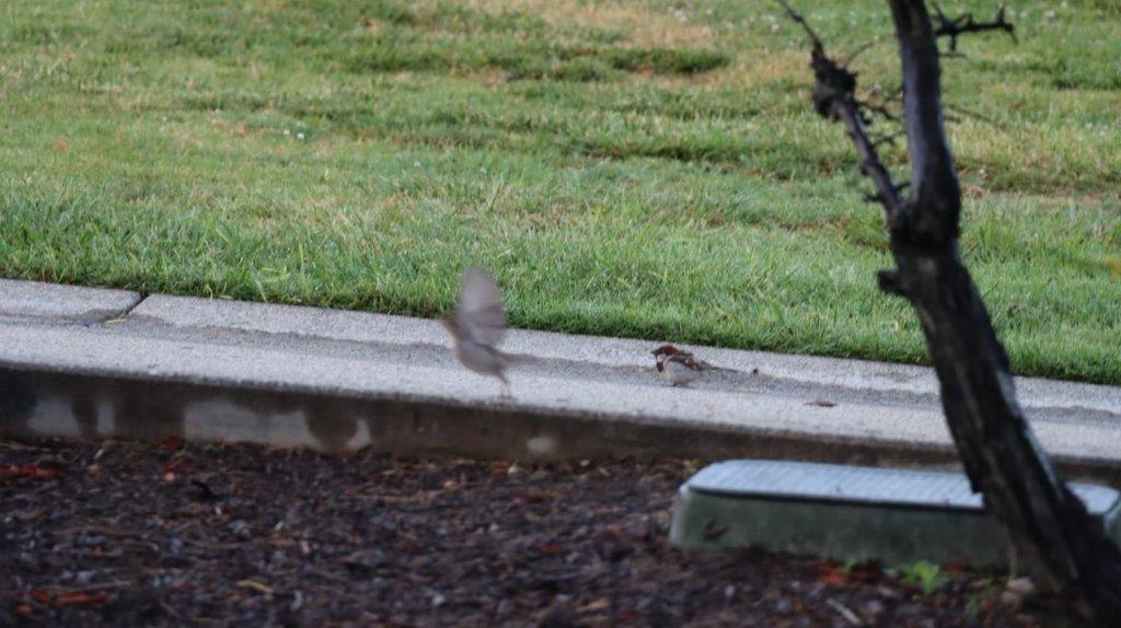A bird flying over a bench

Description automatically generated