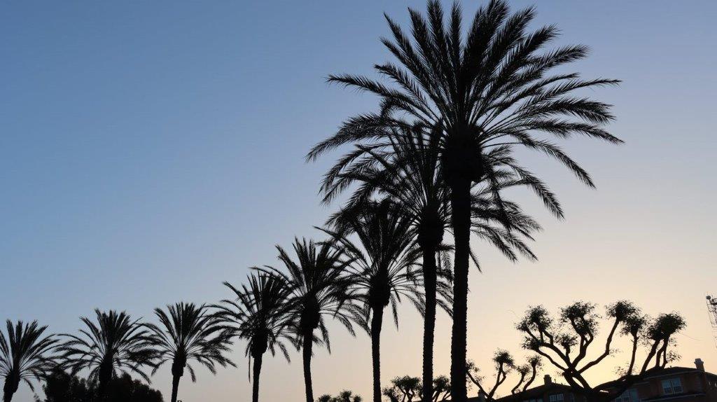 A row of palm trees

Description automatically generated