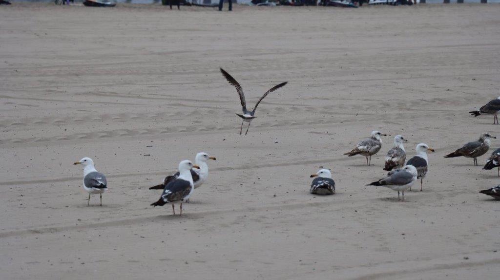 A group of birds on a beach

Description automatically generated