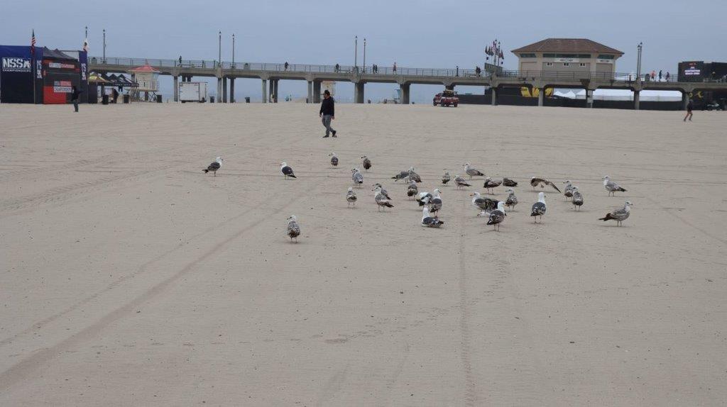 A group of birds on a beach

Description automatically generated