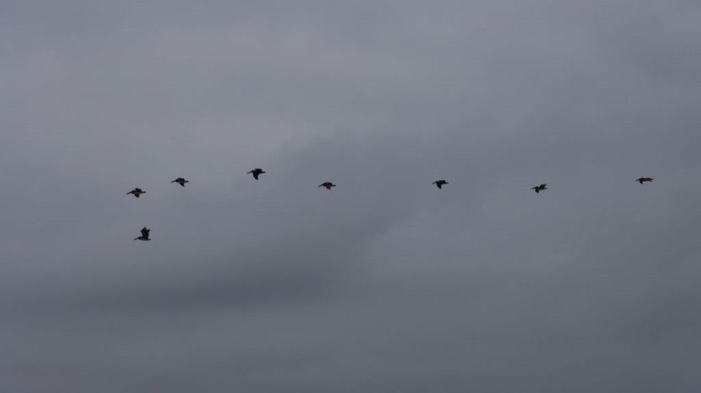 A group of birds flying in the sky

Description automatically generated