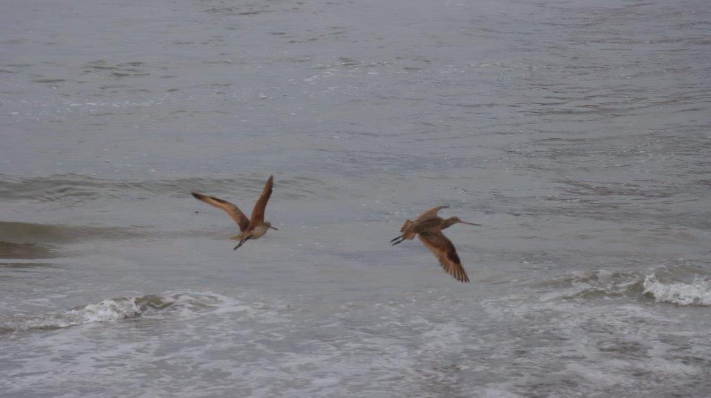 Birds flying over the water

Description automatically generated