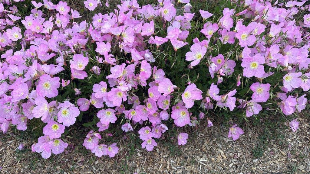 A group of purple flowers

Description automatically generated