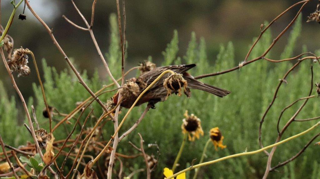 A bird on a branch

Description automatically generated