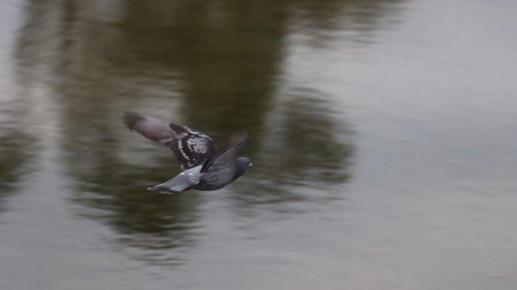 A bird flying over water

Description automatically generated
