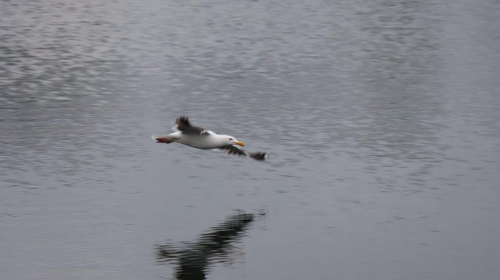A bird flying over water

Description automatically generated