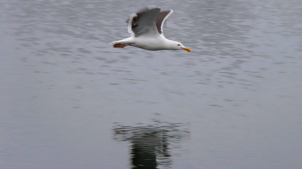 A bird flying over water

Description automatically generated
