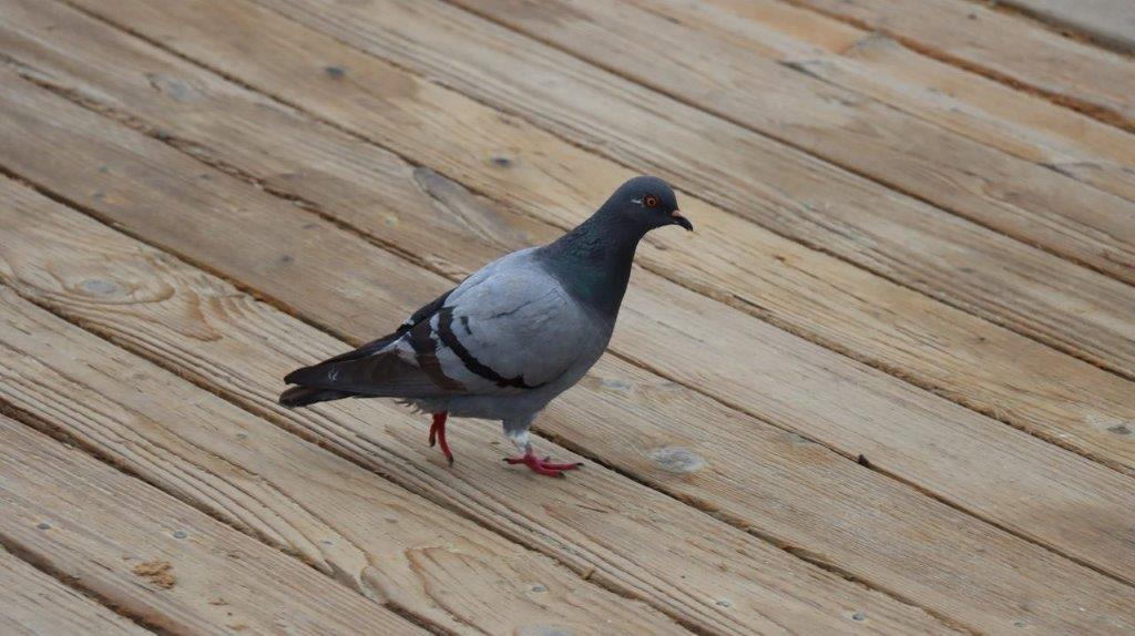 A bird walking on a wood surface

Description automatically generated