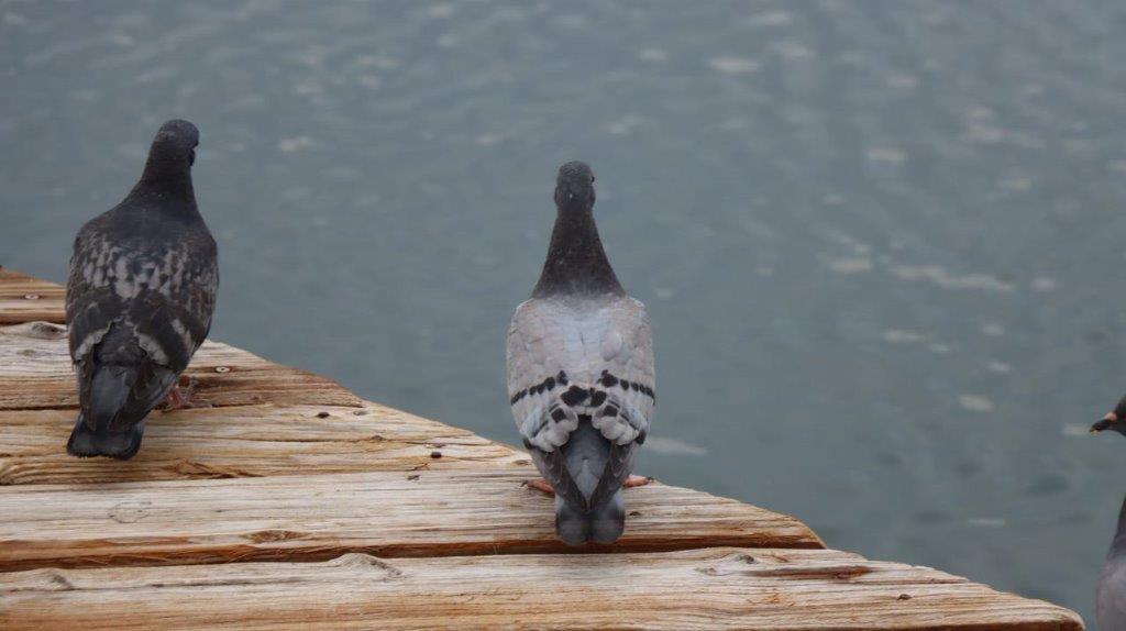 A bird standing on a wood surface

Description automatically generated