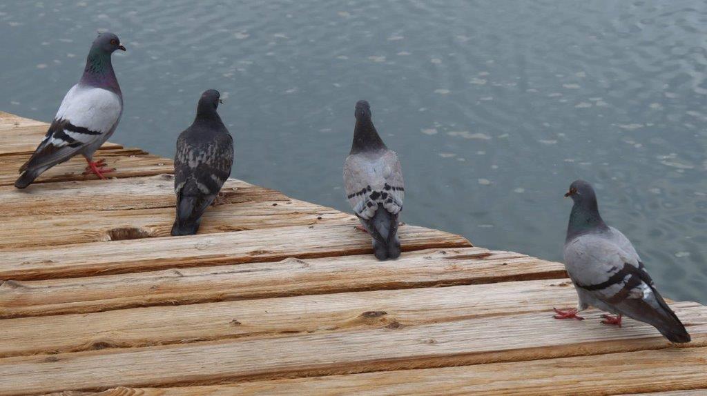 Two birds sitting on a wooden surface

Description automatically generated