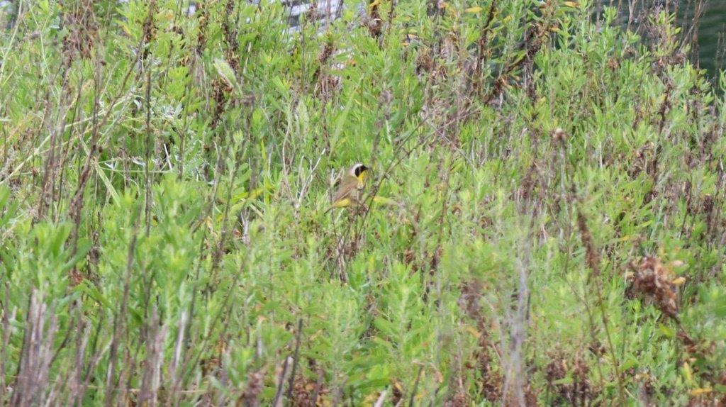 A bird in a field of tall grass

Description automatically generated