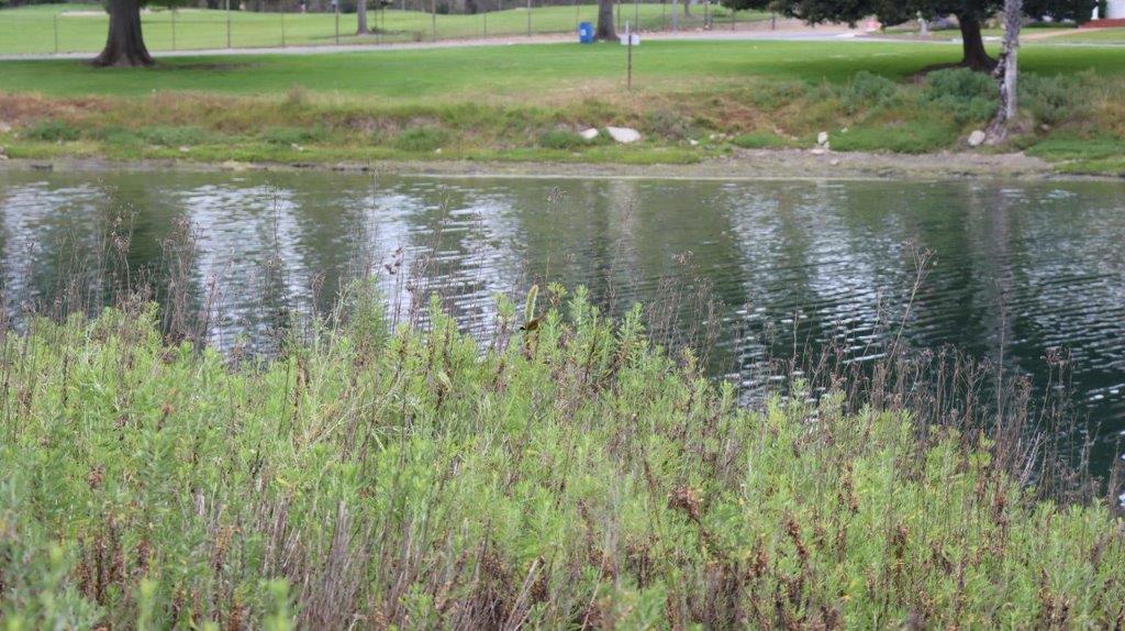 A river with grass and trees

Description automatically generated