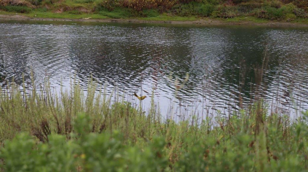 A body of water with grass and trees

Description automatically generated
