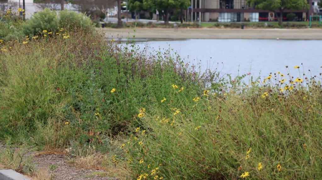 A close-up of a lake

Description automatically generated