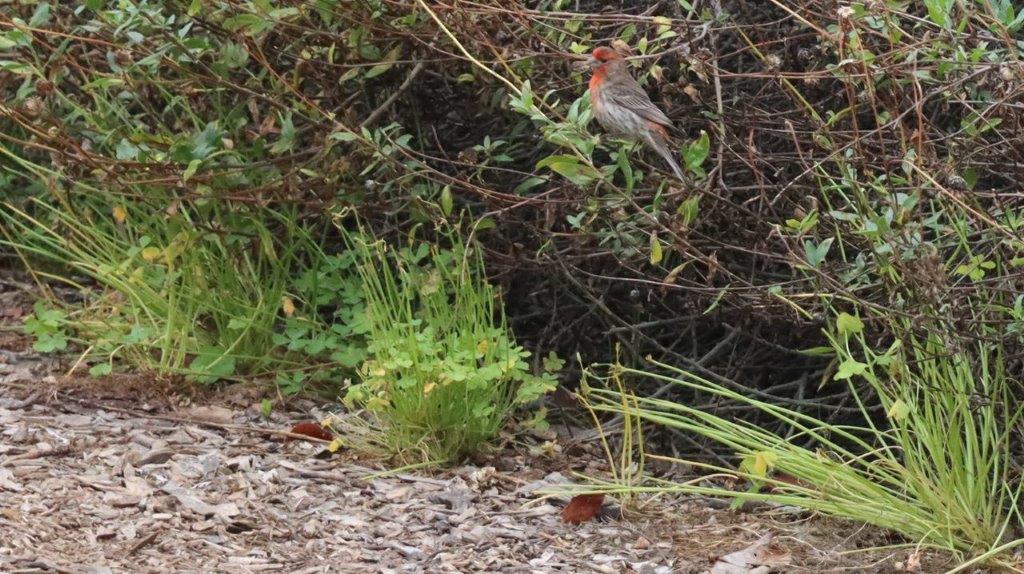 A bird sitting on a branch

Description automatically generated