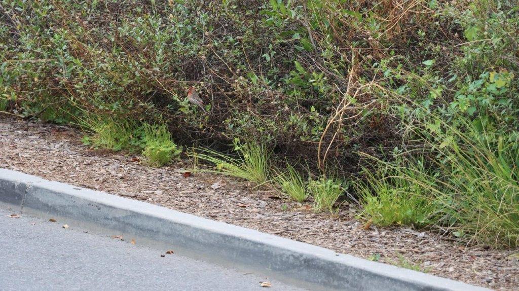 A road with a curb and bushes

Description automatically generated with medium confidence