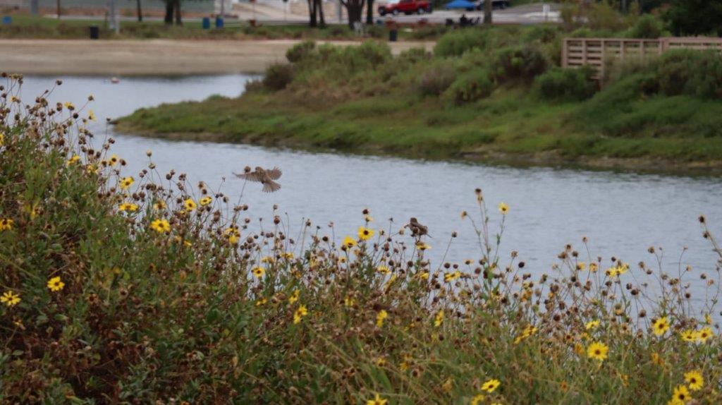 A river with flowers and grass

Description automatically generated with medium confidence