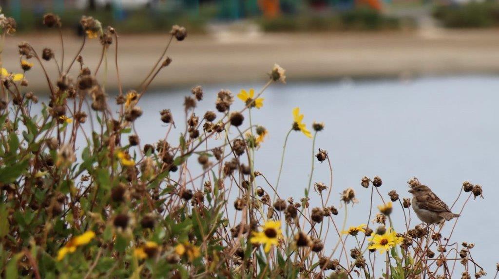 A close-up of a flower

Description automatically generated