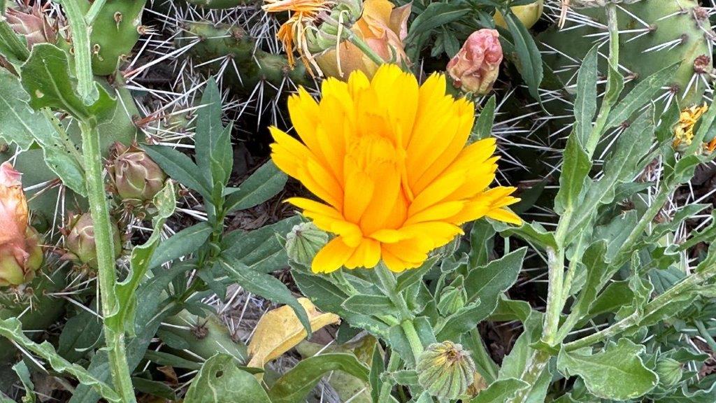 A yellow flower with green leaves

Description automatically generated