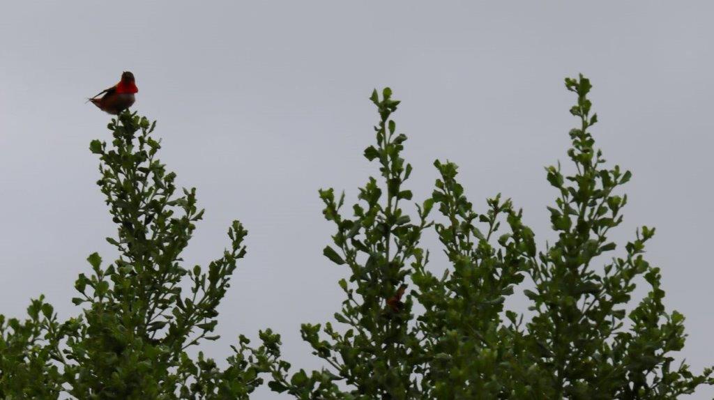 A close-up of some trees

Description automatically generated