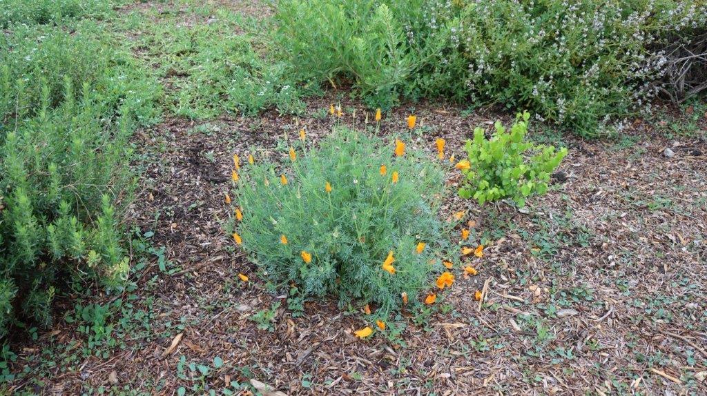A small bush with orange flowers

Description automatically generated