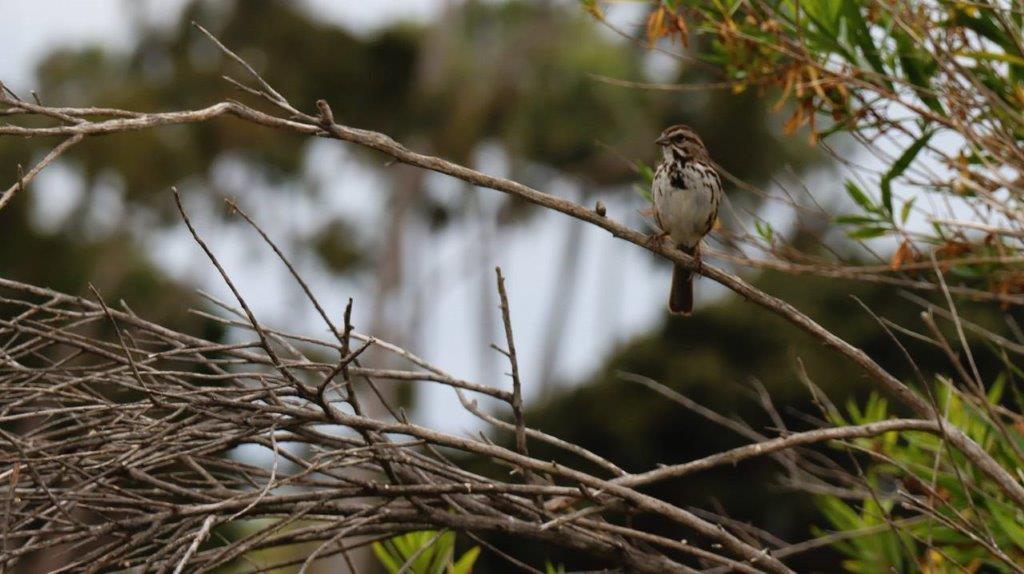 A bird on a branch

Description automatically generated
