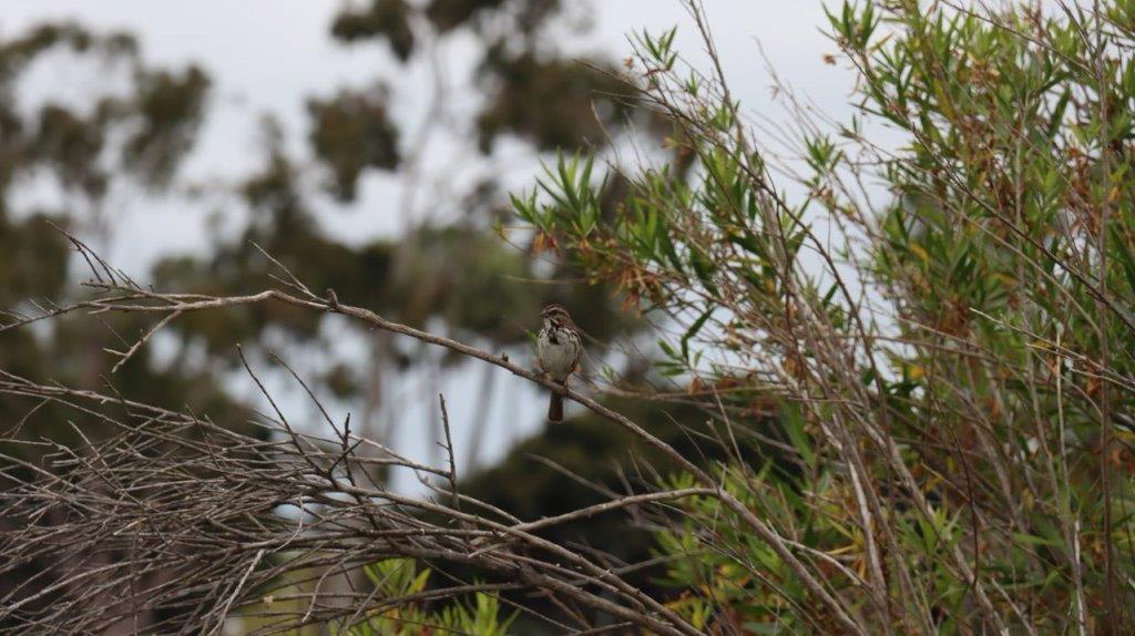A bird sitting on a branch

Description automatically generated