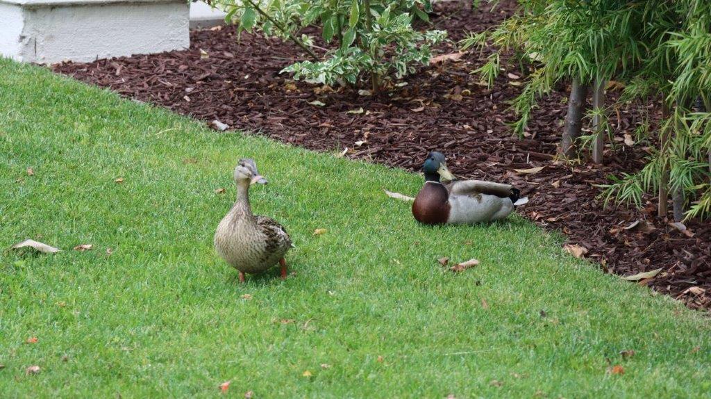 A couple of ducks on grass

Description automatically generated