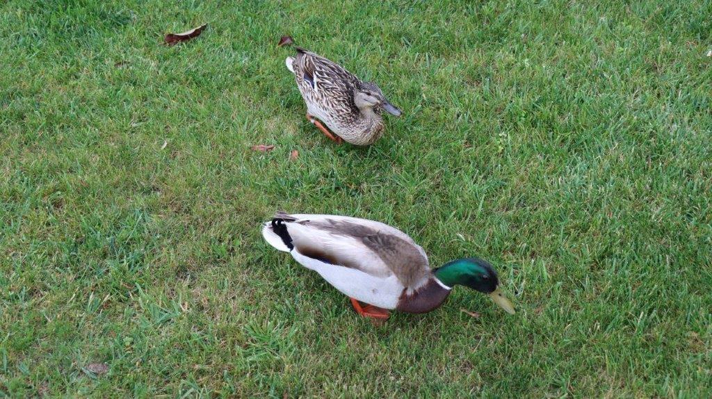 A pair of ducks on grass

Description automatically generated
