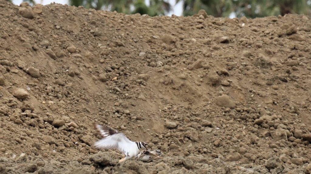 A squirrel in the dirt

Description automatically generated