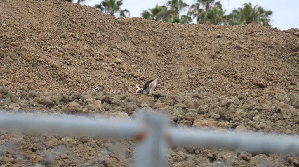 A dog walking on a dirt hill

Description automatically generated