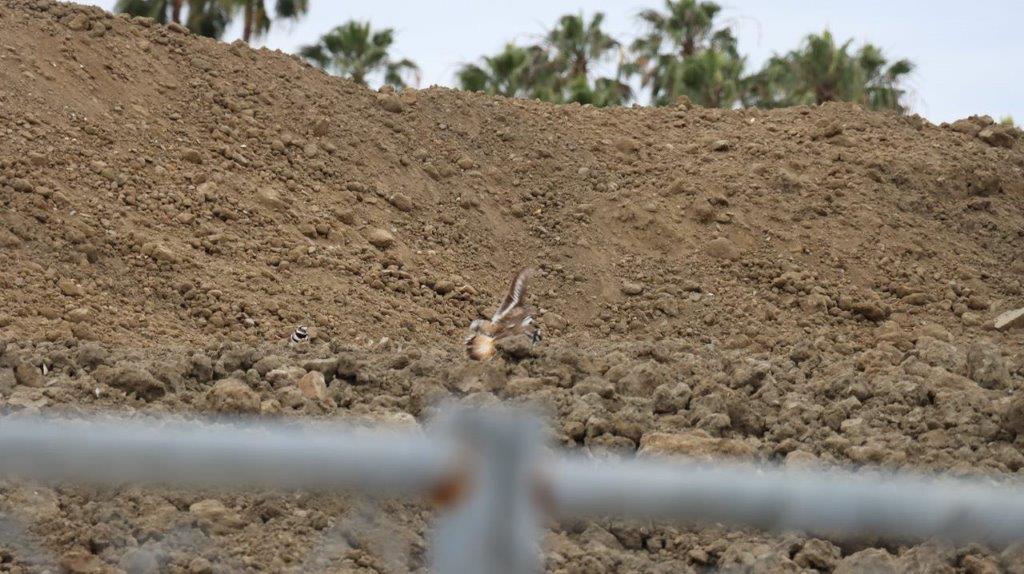 A lizard running on a dirt hill

Description automatically generated